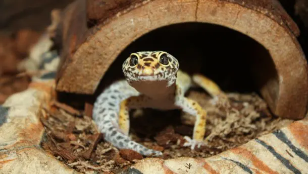 pet lizard with spotty face